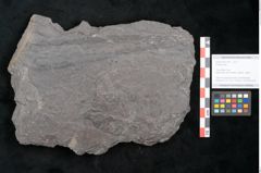 Foto (Objekt + Etikett) von Plantae indet.  (NHMW-GEO-2024-0188-11545)